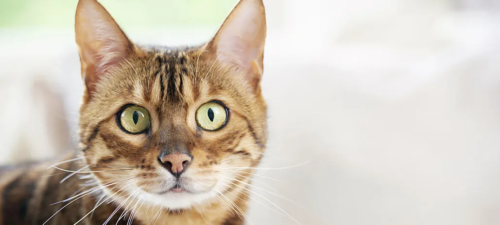 Staytonanimal Sales 2024 3 Staytonanimal Sales 2024 -Staytonanimal Sales 2024 7