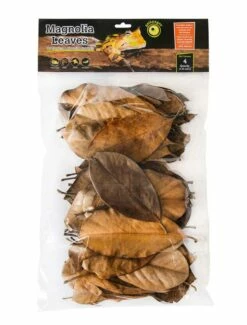 Galapagos Magnolia Leaves For Terrariums, 4-qt